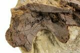 Fossil Hadrosaur Partial Vertebral Arch in Sandstone - Wyoming #303357-1